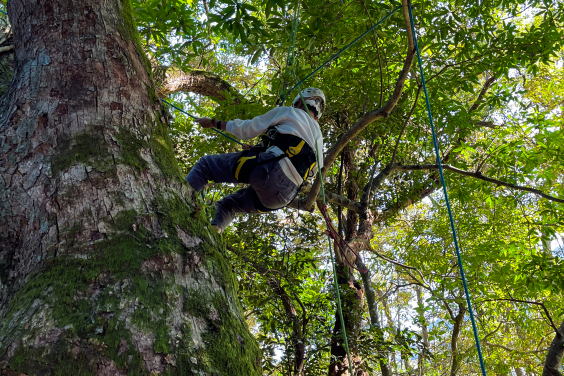 攀樹體驗活動